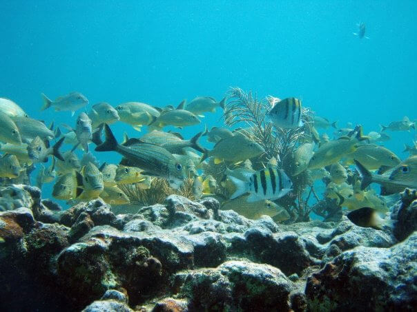 Must-See Marine Life in the Shallow Reefs of Islamorada