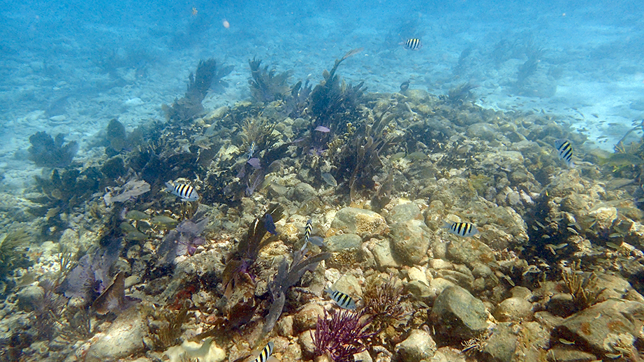 The Science Behind Coral Reefs and Their Importance in the Florida Keys