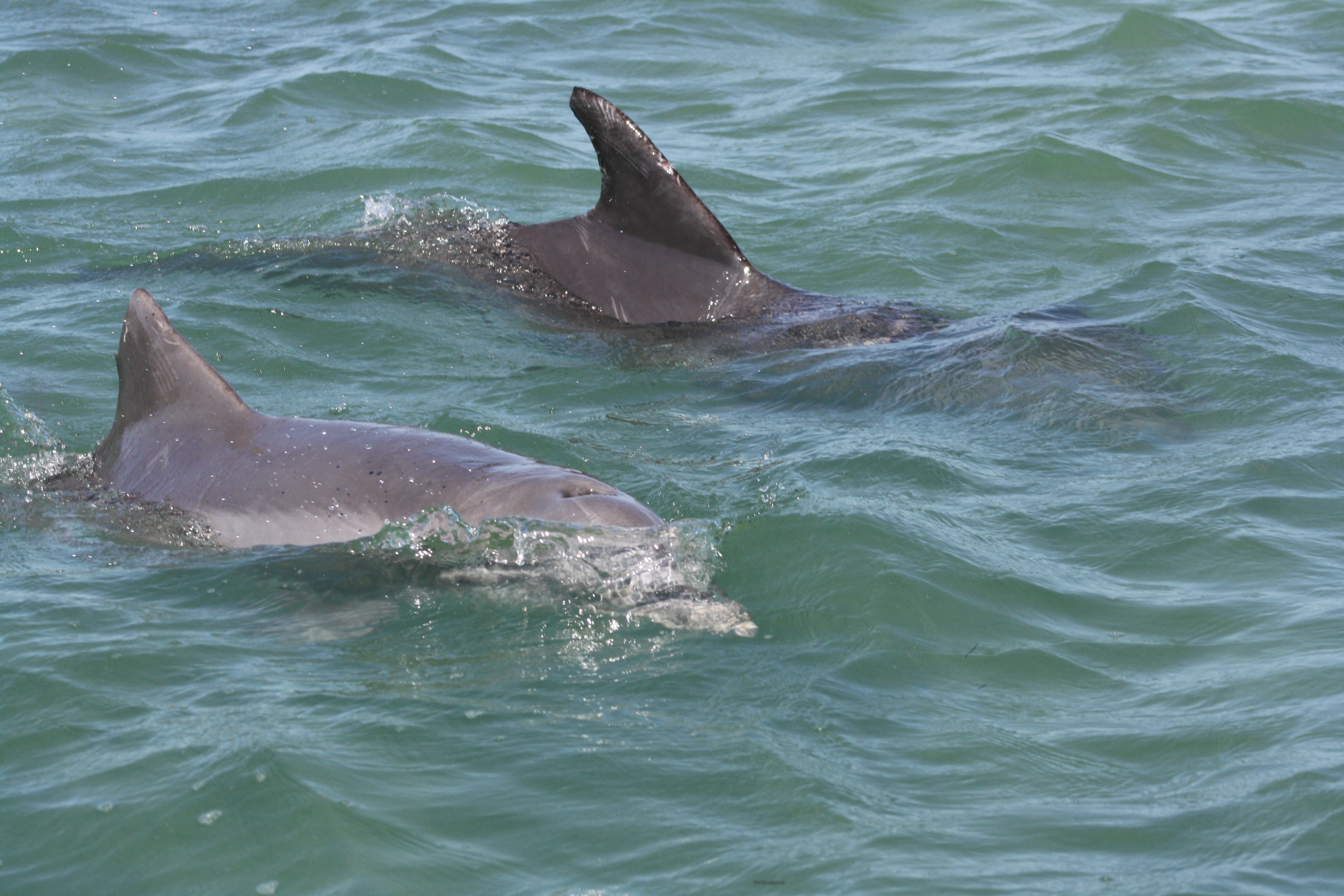 Spotting Dolphins and Marine Life in the Florida Keys