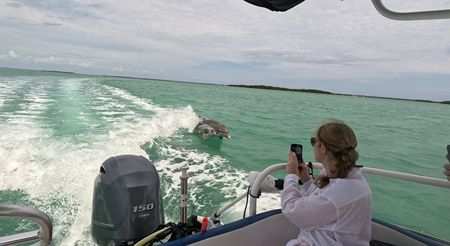 Types of Wildlife You Can Spot in the Florida Keys Each Season