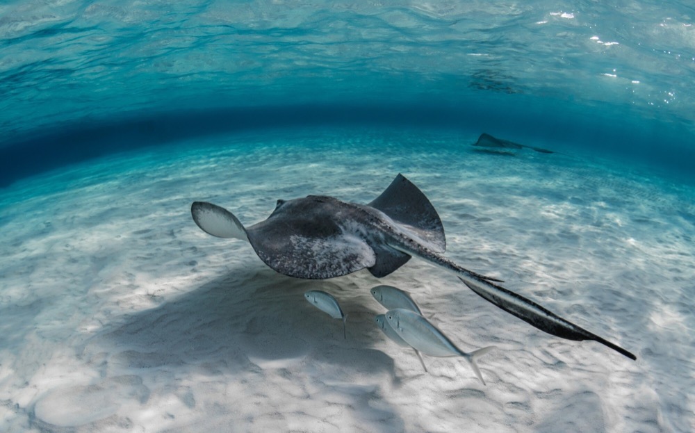 Seasonal Guide to Spotting Turtles and Stingrays in the Florida Keys