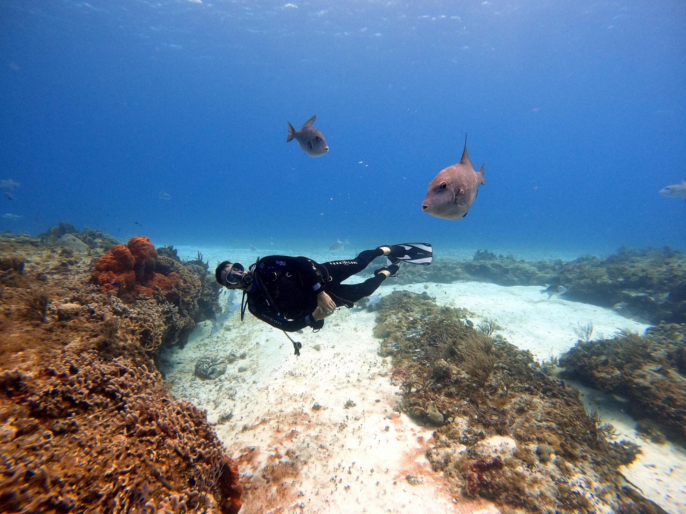 Must-See Marine Life in the Shallow Reefs of Islamorada